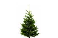 Vianočný stromček Nórska jedľa PREMIUM 175-200cm